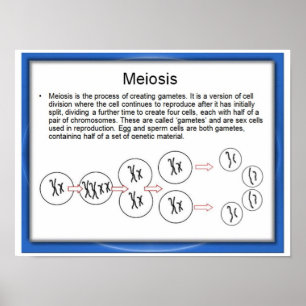 Póster Educación, Ciencia, Meiosis