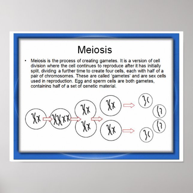 Póster Educación, Ciencia, Meiosis (Frente)