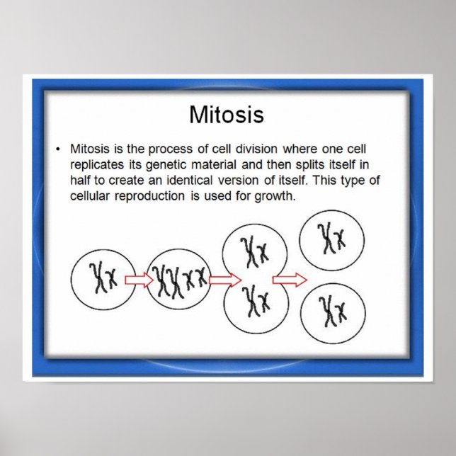 Póster Educación, ciencia, mitosis (Frente)