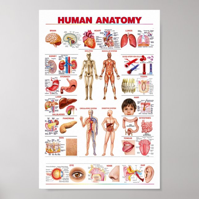 Póster Educación de la anatomía humana (Frente)
