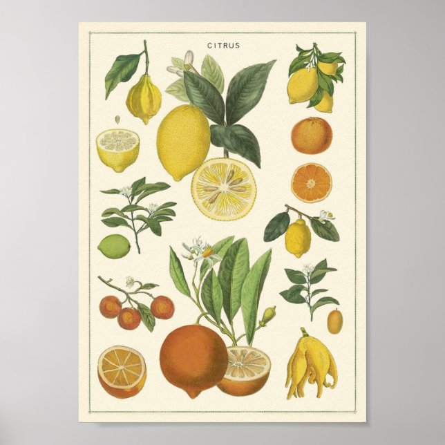 Póster Educación de vintage (Frente)