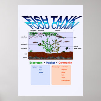 Póster Education, Science, Fish Tank Food Chain