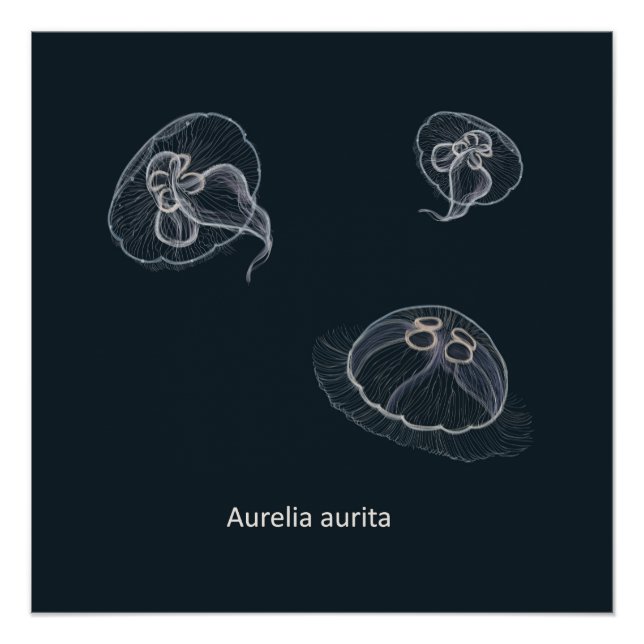 Poster Educativo Aurelia aurita (Anverso)