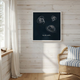 Poster Educativo Aurelia aurita