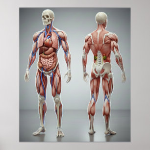 Póster educativo de anatomía del cuerpo humano par