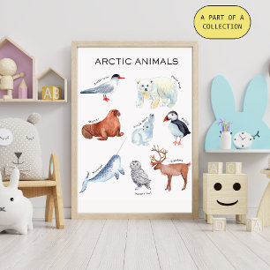 Póster Educativo de Animales Árticos