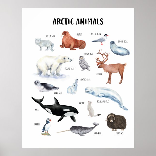 Póster Educativo de Animales Árticos para Aula (Frente)
