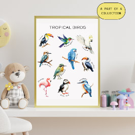 Poster Educativo de Aves Tropicales