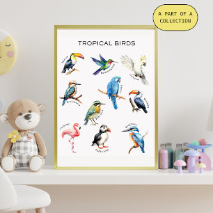 Poster Educativo de Aves Tropicales