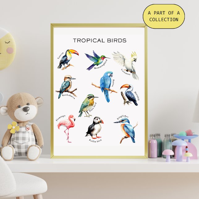 Poster Educativo de Aves Tropicales (Subido por el creador)