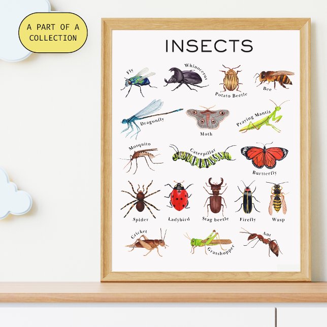 Poster educativo de insectos (Subido por el creador)