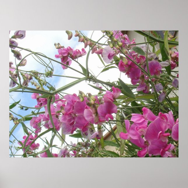 Póster edulcorante (Frente)