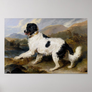 Póster Edwin Henry Landseer   León- Un perro de Terranov