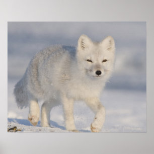 Póster EE.UU., Alaska, 1002 Llanura costera de la ANWR. U