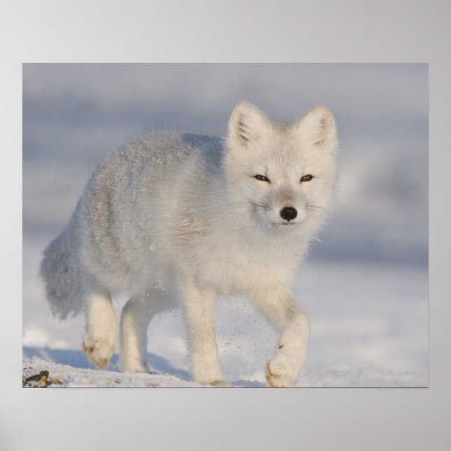 Póster EE.UU., Alaska, 1002 Llanura costera de la ANWR. U (Frente)