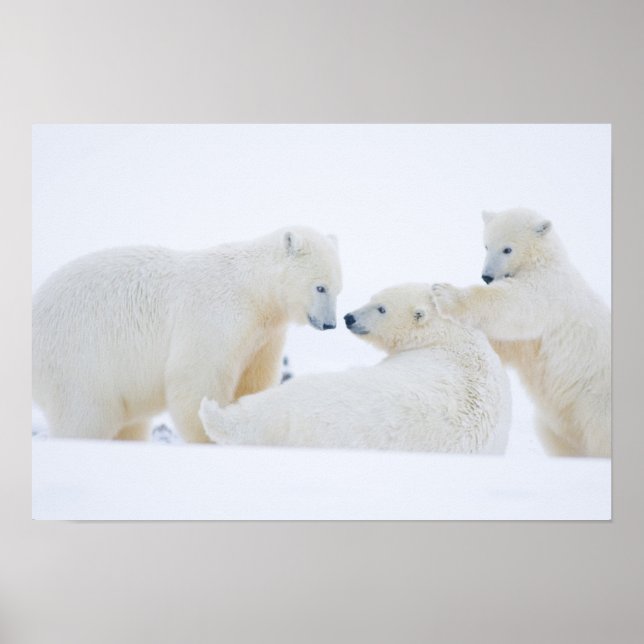 Póster EE.UU., Alaska, 1002 Llanura costera del Ártico (Frente)