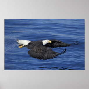 Póster EE. UU., Alaska, Águila calva de la península de K