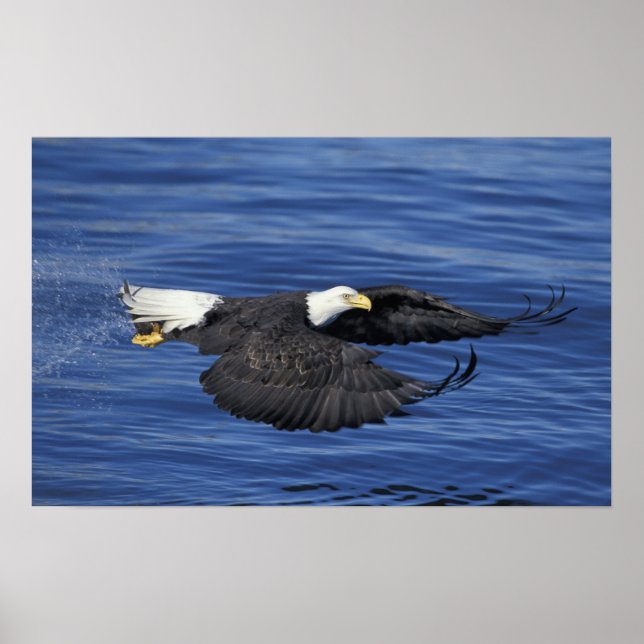 Póster EE. UU., Alaska, Águila calva de la península de K (Frente)