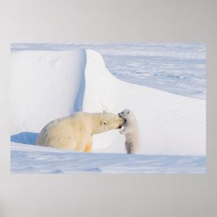 Póster EE. UU., Alaska, llanura costera norte Osos pola