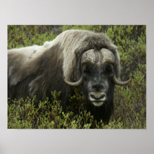 Póster EE. UU., Alaska, Nome. Primer plano de buey almizc