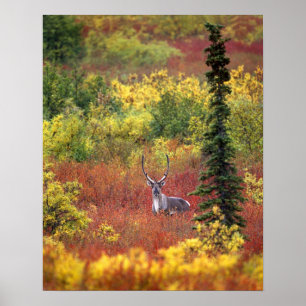 Póster EE. UU., Alaska, Parque Nacional Denali. Caribú