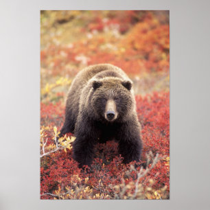 Póster EE. UU., Alaska, Parque Nacional Denali, osa grizz
