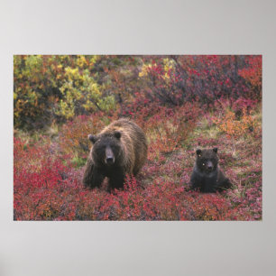 Póster EE. UU., Alaska, Parque Nacional Denali. Oso pardo