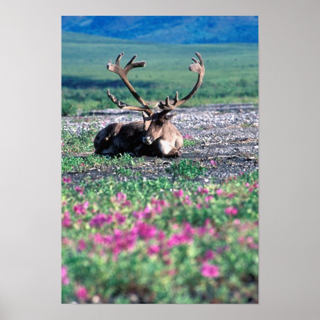 Póster EE. UU., Alaska, Parque Nacional Denali, Reno (Frente)