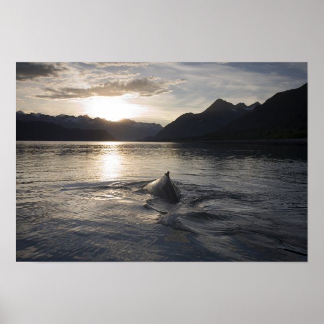 Póster EE. UU., Alaska, Parque Nacional Glacier Bay, (Frente)