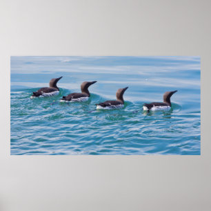 Póster EE.UU., Alaska, Parque Nacional Glacier Bay 7