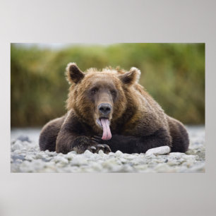 Póster EE. UU., Alaska, Parque Nacional Katmai, Bahía Kuk