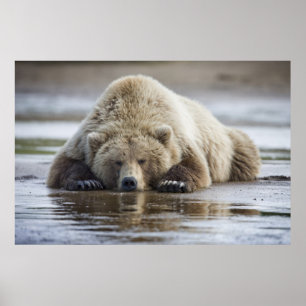Póster EE.UU., Alaska, Parque Nacional Katmai, oso marrón