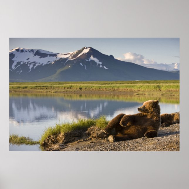 Póster EE. UU., Alaska, Parque Nacional Katmai, Osos pard (Frente)