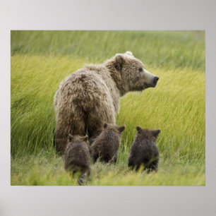 Póster EE. UU., Alaska, Parque Nacional Lake Clark. Oso p