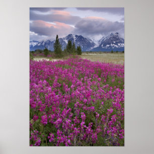 Póster EE.UU., Alaska, Valle del Río Alsek. Vista de