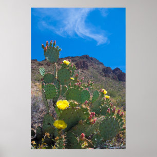 Póster EE.UU., Arizona. Cactus En Las Colinas