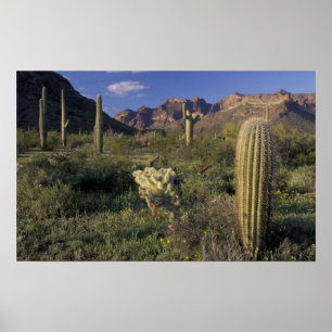 Póster EE. UU., Arizona, Monumento Nacional Organ Pipe.
