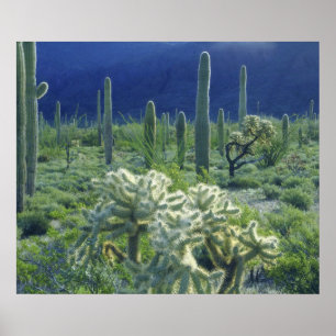 Póster EE. UU., Arizona, Organ Pipe Cactus National