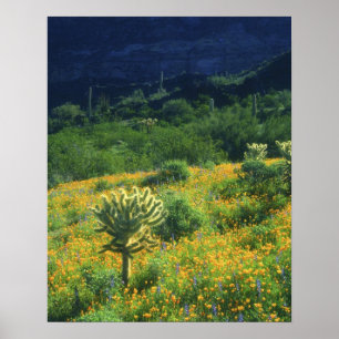 Póster EE.UU., Arizona, Organ Pipe Cactus National