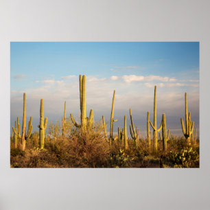Póster EE. UU., Arizona, Parque Nacional Saguaro, Saguaro