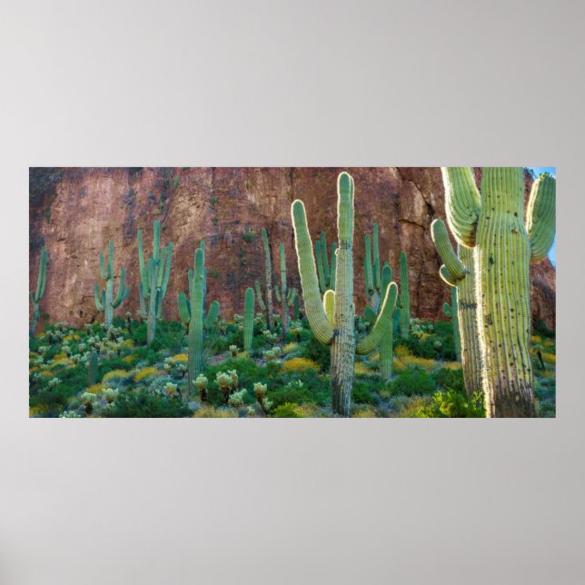 Póster EE.UU., Arizona. Saguaro Cactus Field Por Un Acant (Frente)