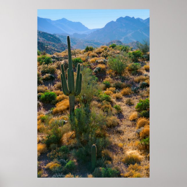 Póster EE.UU., Arizona. Vista del desierto (Frente)