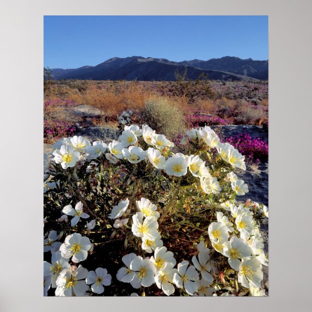 Póster EE. UU., California, Anza-Borrego DSP. Tarde de du (Frente)