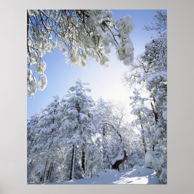 Póster EE. UU., California, Bosque Nacional Cleveland, (Frente)