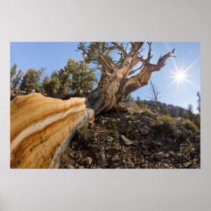 Póster EE. UU., California, Bosque Nacional Inyo 13