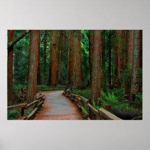 Póster EE. UU., California. Camino entre secuoyas en Muir
