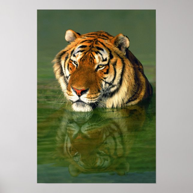 Póster EE.UU., California, Condado de Los Ángeles. Bengal (Frente)