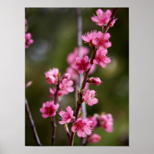 Póster EE. UU., California. Flores rosadas en un árbol