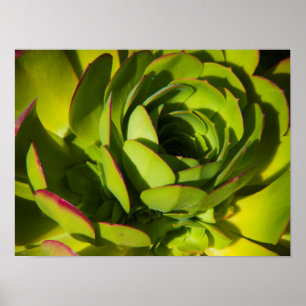Póster EE. UU., California. Gran planta de Lobelia en pri