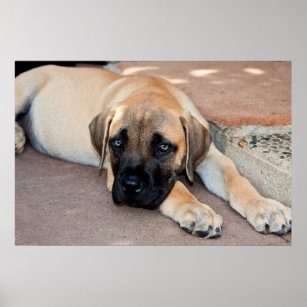 Póster EE.UU., California. Mastiff Puppy Con Cemento